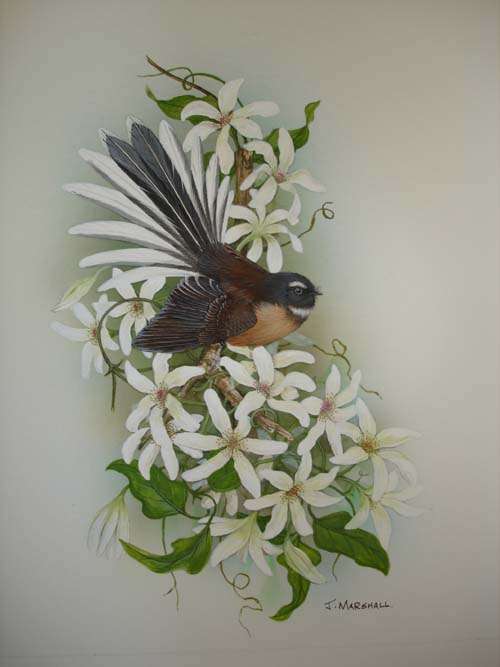 fantail on clematis1